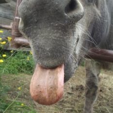 anandaioga_burro